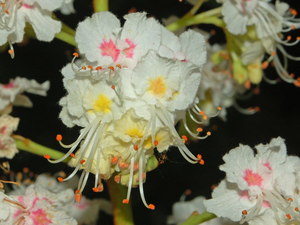 Aesculus hippocastanum / Ippocastano